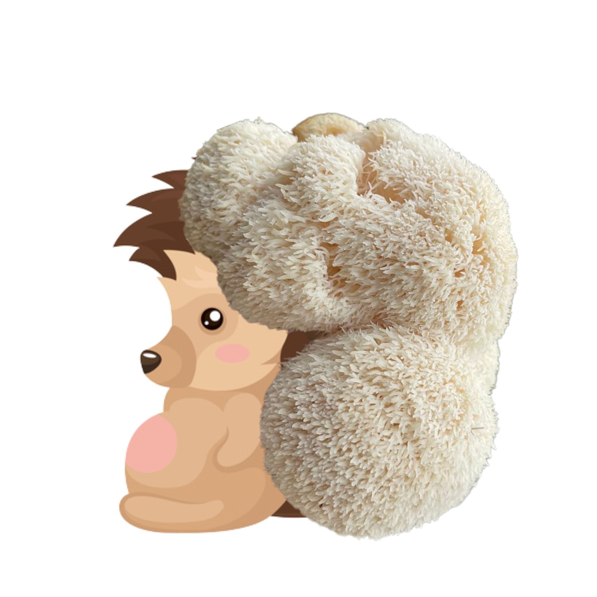 Bearded Hedgehog - Lion's Mane Mushroom Grow Kit - 6.5 LBS